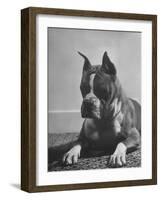 Boxer Bang Away, of Sirrah Crest, Posing for Photograph-null-Framed Photographic Print