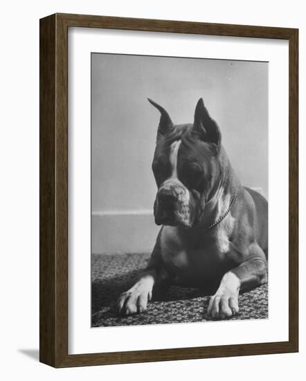 Boxer Bang Away, of Sirrah Crest, Posing for Photograph-null-Framed Photographic Print