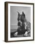 Boxer Bang Away, of Sirrah Crest, Posing for Photograph-null-Framed Photographic Print