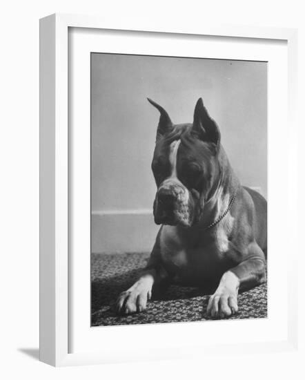 Boxer Bang Away, of Sirrah Crest, Posing for Photograph-null-Framed Photographic Print