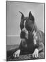 Boxer Bang Away, of Sirrah Crest, Posing for Photograph-null-Mounted Photographic Print