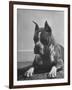 Boxer Bang Away, of Sirrah Crest, Posing for Photograph-null-Framed Photographic Print