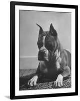 Boxer Bang Away, of Sirrah Crest, Posing for Photograph-null-Framed Photographic Print