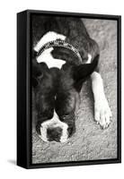 Boxer Black and White-Karyn Millet-Framed Stretched Canvas