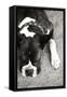 Boxer Black and White-Karyn Millet-Framed Stretched Canvas