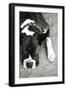 Boxer Black and White-Karyn Millet-Framed Premium Photographic Print