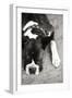 Boxer Black and White-Karyn Millet-Framed Premium Photographic Print