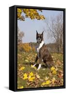 Boxer (Dark Brindle Female) Sitting in Autumn Leaves on Hillside, Shabbona, Illinois, USA-Lynn M^ Stone-Framed Stretched Canvas