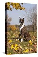 Boxer (Dark Brindle Female) Sitting in Autumn Leaves on Hillside, Shabbona, Illinois, USA-Lynn M^ Stone-Stretched Canvas