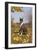 Boxer (Dark Brindle Female) Sitting in Autumn Leaves on Hillside, Shabbona, Illinois, USA-Lynn M^ Stone-Framed Premium Photographic Print