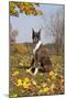 Boxer (Dark Brindle Female) Sitting in Autumn Leaves on Hillside, Shabbona, Illinois, USA-Lynn M^ Stone-Mounted Premium Photographic Print