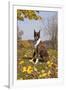 Boxer (Dark Brindle Female) Sitting in Autumn Leaves on Hillside, Shabbona, Illinois, USA-Lynn M^ Stone-Framed Photographic Print