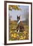 Boxer (Dark Brindle Female) Sitting in Autumn Leaves on Hillside, Shabbona, Illinois, USA-Lynn M^ Stone-Framed Photographic Print