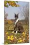 Boxer (Dark Brindle Female) Sitting in Autumn Leaves on Hillside, Shabbona, Illinois, USA-Lynn M^ Stone-Mounted Photographic Print