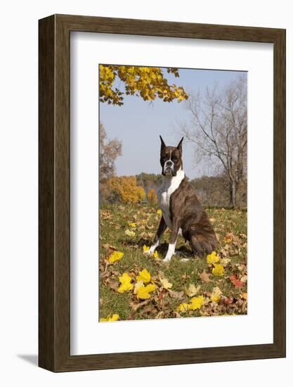 Boxer (Dark Brindle Female) Sitting in Autumn Leaves on Hillside, Shabbona, Illinois, USA-Lynn M^ Stone-Framed Photographic Print