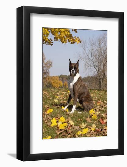 Boxer (Dark Brindle Female) Sitting in Autumn Leaves on Hillside, Shabbona, Illinois, USA-Lynn M^ Stone-Framed Photographic Print
