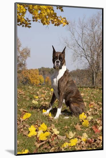 Boxer (Dark Brindle Female) Sitting in Autumn Leaves on Hillside, Shabbona, Illinois, USA-Lynn M^ Stone-Mounted Photographic Print