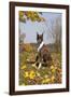 Boxer (Dark Brindle Female) Sitting in Autumn Leaves on Hillside, Shabbona, Illinois, USA-Lynn M^ Stone-Framed Photographic Print