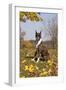 Boxer (Dark Brindle Female) Sitting in Autumn Leaves on Hillside, Shabbona, Illinois, USA-Lynn M^ Stone-Framed Photographic Print