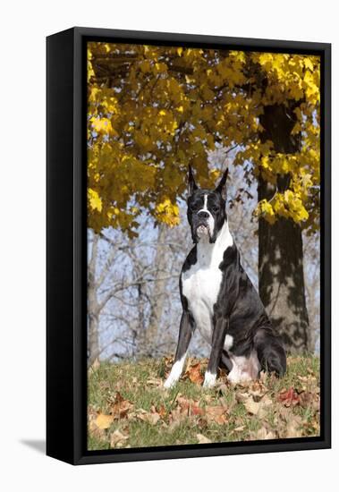 Boxer (Dark Brindle Male) Sitting under Yellow Leaves of Maple, Shabbona, Illinois, USA-Lynn M^ Stone-Framed Stretched Canvas