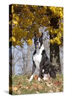 Boxer (Dark Brindle Male) Sitting under Yellow Leaves of Maple, Shabbona, Illinois, USA-Lynn M^ Stone-Stretched Canvas