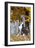 Boxer (Dark Brindle Male) Sitting under Yellow Leaves of Maple, Shabbona, Illinois, USA-Lynn M^ Stone-Framed Premium Photographic Print