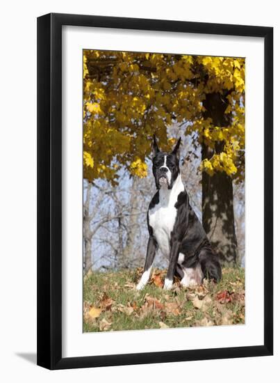 Boxer (Dark Brindle Male) Sitting under Yellow Leaves of Maple, Shabbona, Illinois, USA-Lynn M^ Stone-Framed Premium Photographic Print