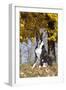 Boxer (Dark Brindle Male) Sitting under Yellow Leaves of Maple, Shabbona, Illinois, USA-Lynn M^ Stone-Framed Premium Photographic Print