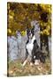 Boxer (Dark Brindle Male) Sitting under Yellow Leaves of Maple, Shabbona, Illinois, USA-Lynn M^ Stone-Stretched Canvas