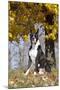 Boxer (Dark Brindle Male) Sitting under Yellow Leaves of Maple, Shabbona, Illinois, USA-Lynn M^ Stone-Mounted Photographic Print