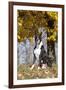 Boxer (Dark Brindle Male) Sitting under Yellow Leaves of Maple, Shabbona, Illinois, USA-Lynn M^ Stone-Framed Photographic Print