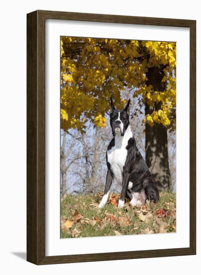 Boxer (Dark Brindle Male) Sitting under Yellow Leaves of Maple, Shabbona, Illinois, USA-Lynn M^ Stone-Framed Photographic Print