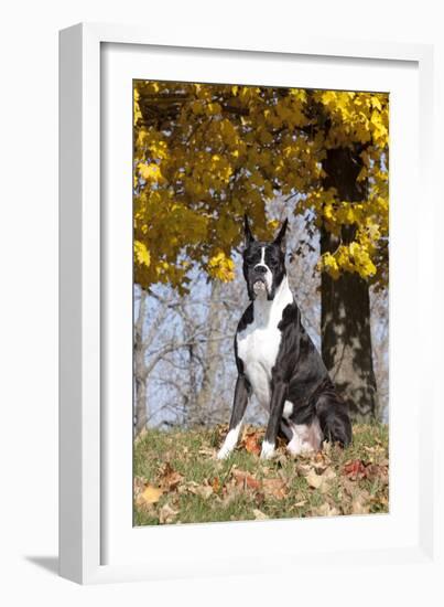 Boxer (Dark Brindle Male) Sitting under Yellow Leaves of Maple, Shabbona, Illinois, USA-Lynn M^ Stone-Framed Photographic Print