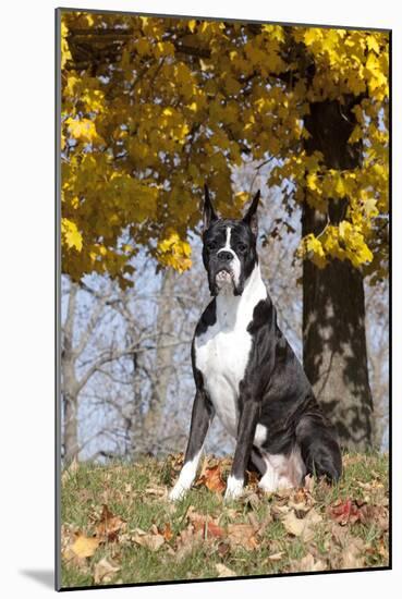 Boxer (Dark Brindle Male) Sitting under Yellow Leaves of Maple, Shabbona, Illinois, USA-Lynn M^ Stone-Mounted Photographic Print