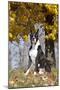 Boxer (Dark Brindle Male) Sitting under Yellow Leaves of Maple, Shabbona, Illinois, USA-Lynn M^ Stone-Mounted Photographic Print
