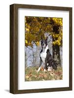 Boxer (Dark Brindle Male) Sitting under Yellow Leaves of Maple, Shabbona, Illinois, USA-Lynn M^ Stone-Framed Photographic Print