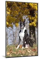 Boxer (Dark Brindle Male) Sitting under Yellow Leaves of Maple, Shabbona, Illinois, USA-Lynn M^ Stone-Mounted Photographic Print