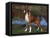 Boxer Dog, Illinois, USA-Lynn M^ Stone-Framed Stretched Canvas