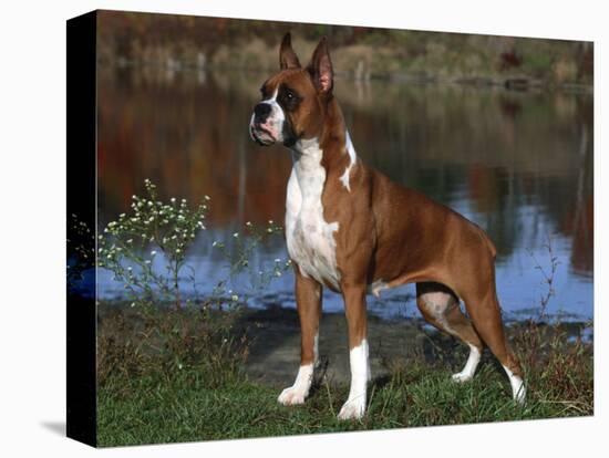 Boxer Dog, Illinois, USA-Lynn M^ Stone-Stretched Canvas