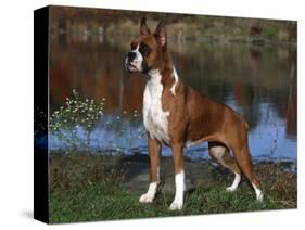 Boxer Dog, Illinois, USA-Lynn M^ Stone-Stretched Canvas