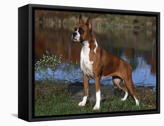 Boxer Dog, Illinois, USA-Lynn M^ Stone-Framed Stretched Canvas