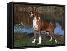 Boxer Dog, Illinois, USA-Lynn M^ Stone-Framed Stretched Canvas