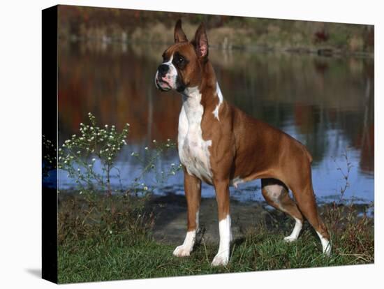 Boxer Dog, Illinois, USA-Lynn M^ Stone-Stretched Canvas