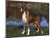 Boxer Dog, Illinois, USA-Lynn M^ Stone-Mounted Premium Photographic Print