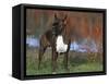 Boxer Dog, Illinois, USA-Lynn M. Stone-Framed Stretched Canvas
