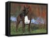 Boxer Dog, Illinois, USA-Lynn M. Stone-Framed Stretched Canvas
