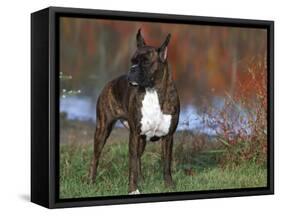 Boxer Dog, Illinois, USA-Lynn M. Stone-Framed Stretched Canvas