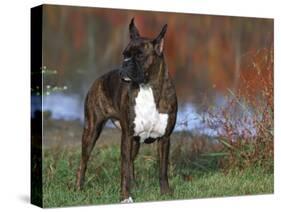 Boxer Dog, Illinois, USA-Lynn M. Stone-Stretched Canvas
