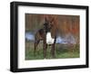 Boxer Dog, Illinois, USA-Lynn M. Stone-Framed Premium Photographic Print