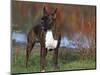 Boxer Dog, Illinois, USA-Lynn M. Stone-Mounted Premium Photographic Print